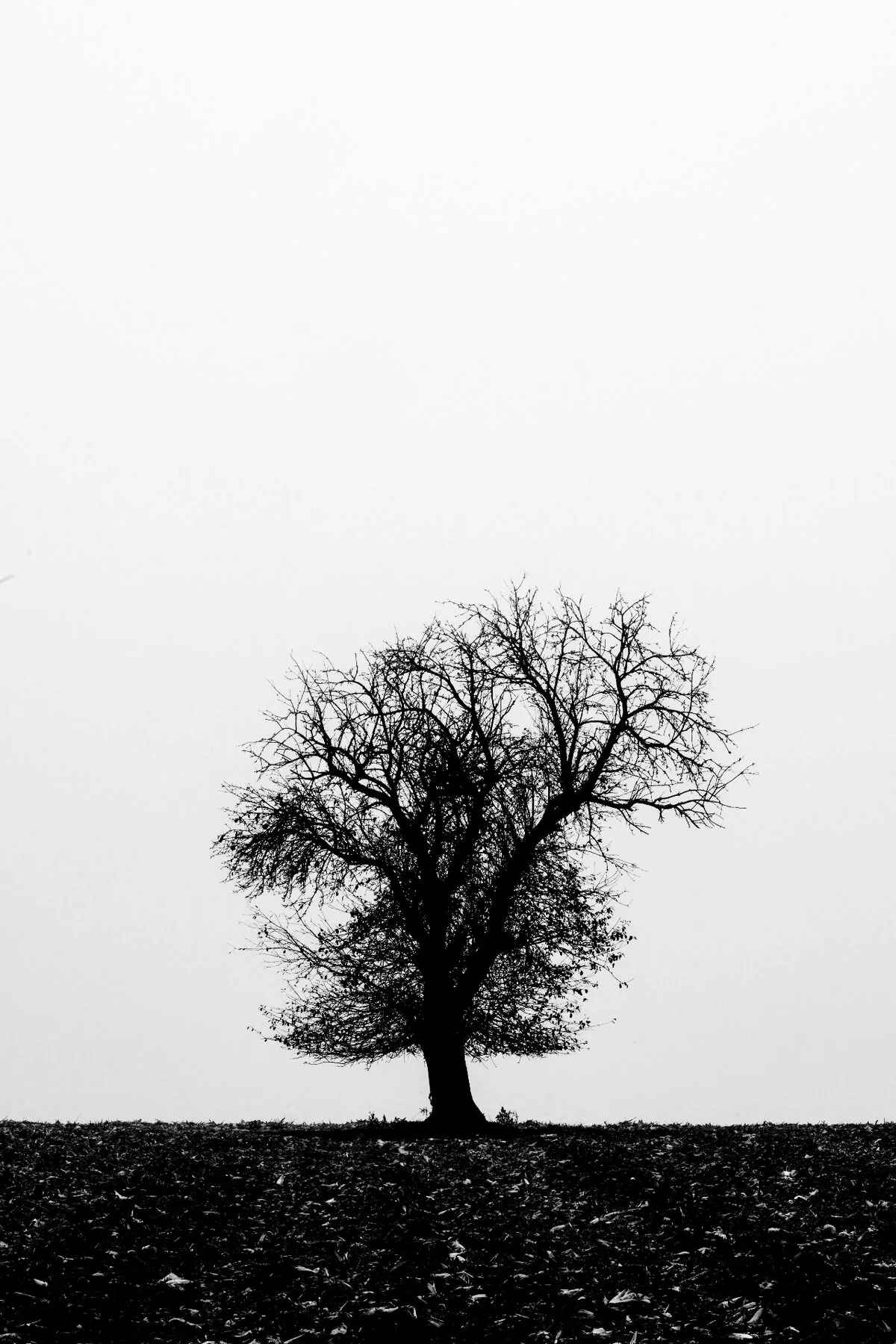 Fog, Reduction & a Solitary Tree Fog, Reduction & a Solitary Tree — Behind the Lens photography by Peter Scholz