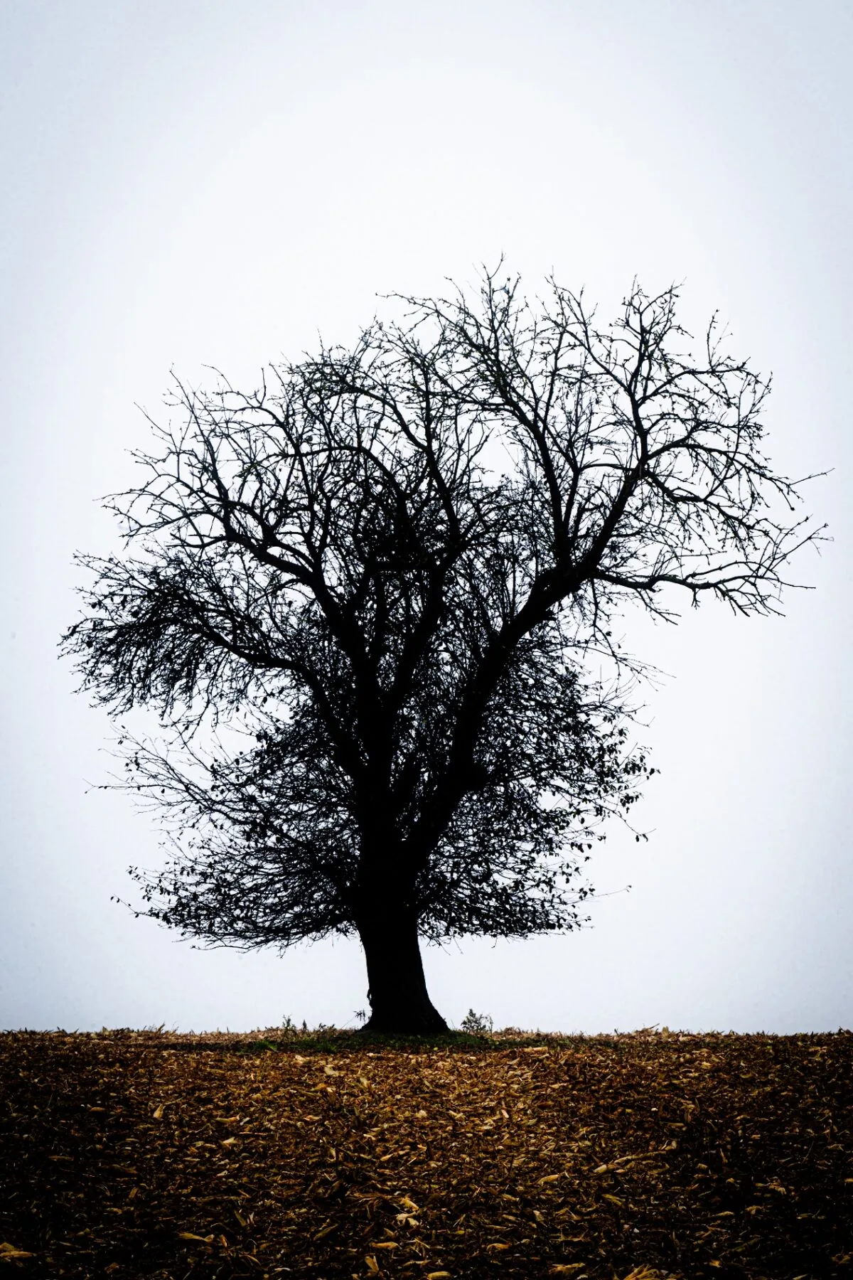 Solitary tree silhouette in fog Weinviertel Austria - Fine Art Nature Photography by Peter Scholz, NIKON Z9 70-200mm f/22 long exposure minimalist landscape | Einzelner Baum Silhouette im Nebel Weinviertel Österreich - Fine Art Naturfotografie Peter Scholz